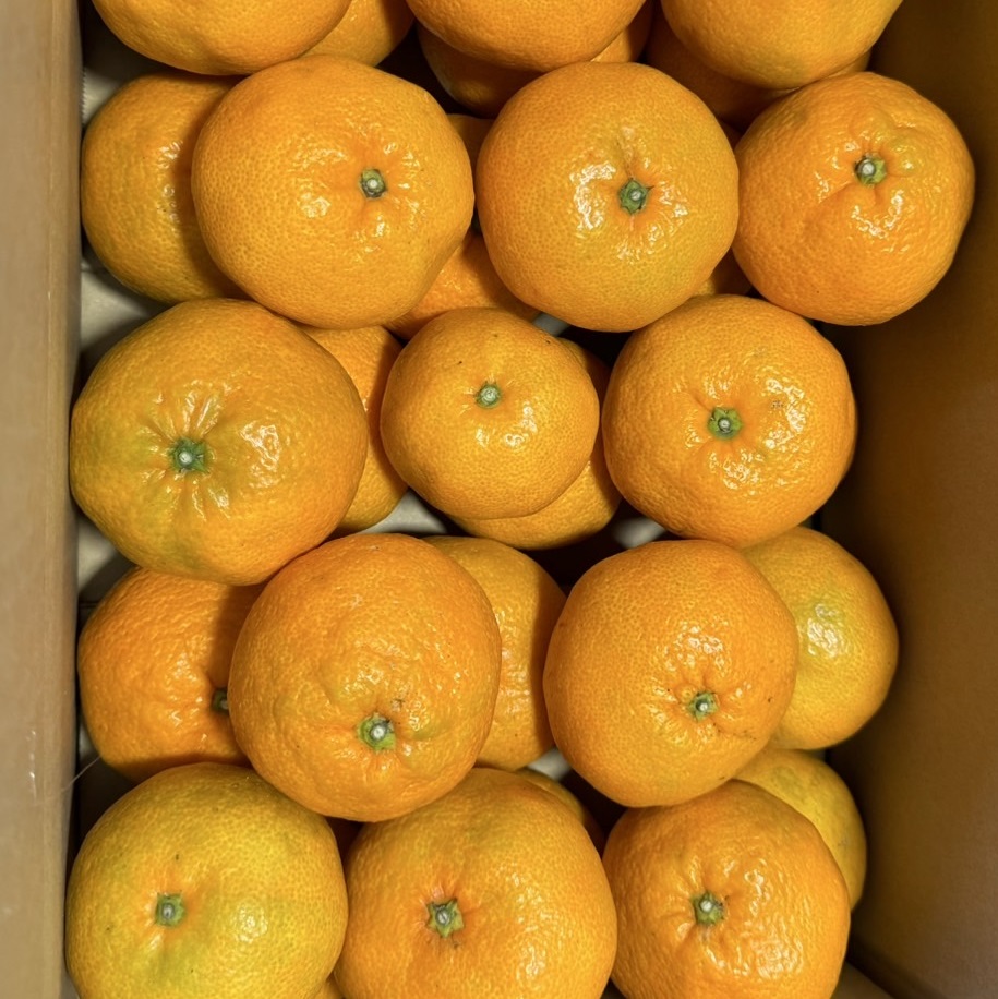 極早生温州ミカン(B級品)