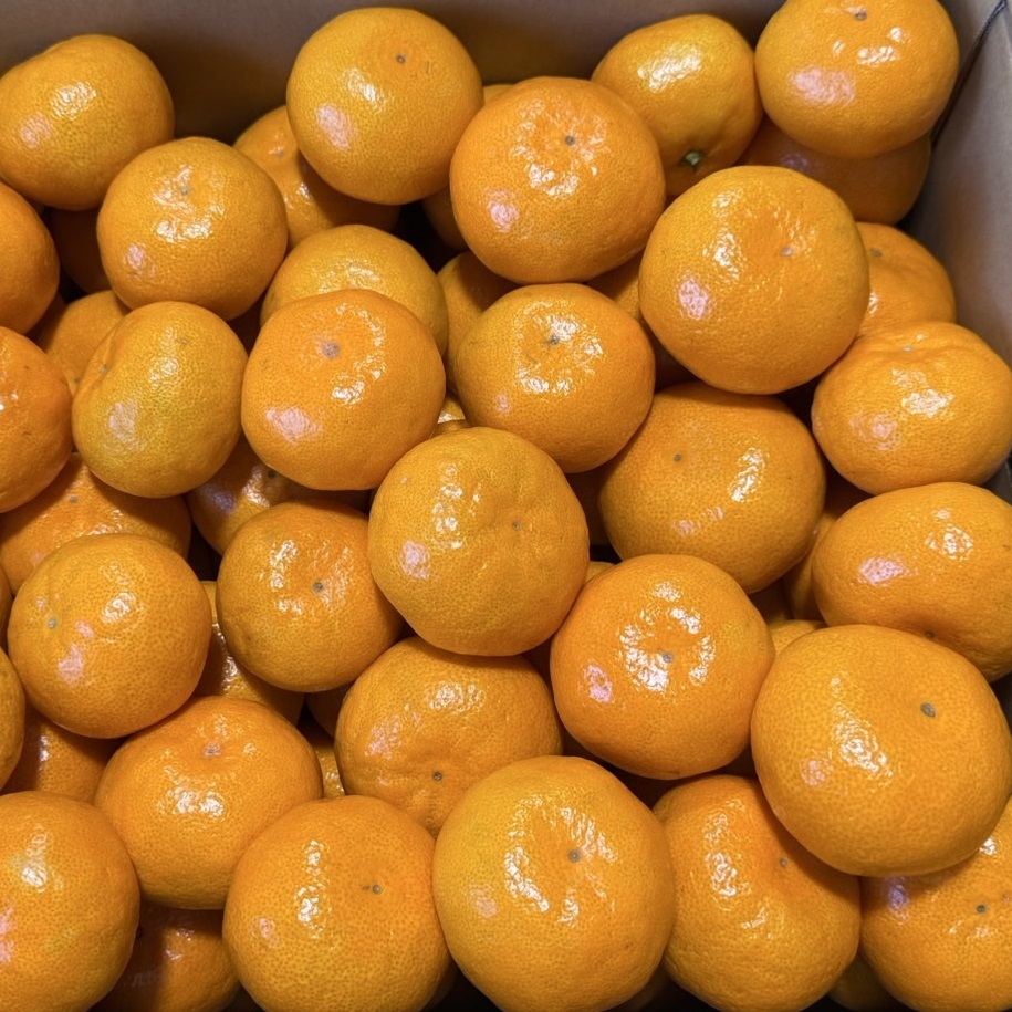 中生温州ミカン(B級品)
