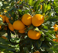 みかん